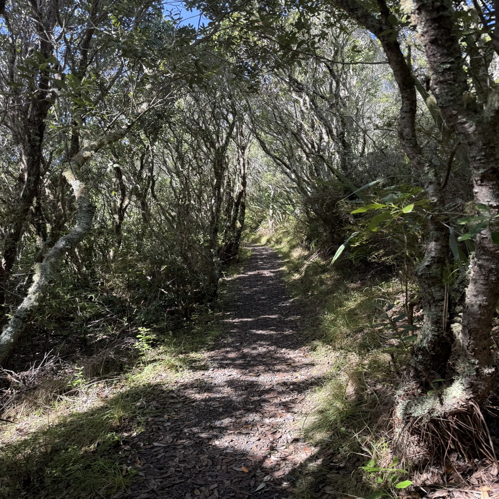 Bush Walk