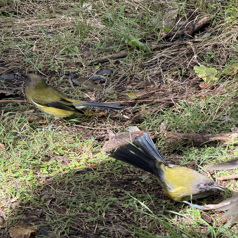 TWO BIRDS