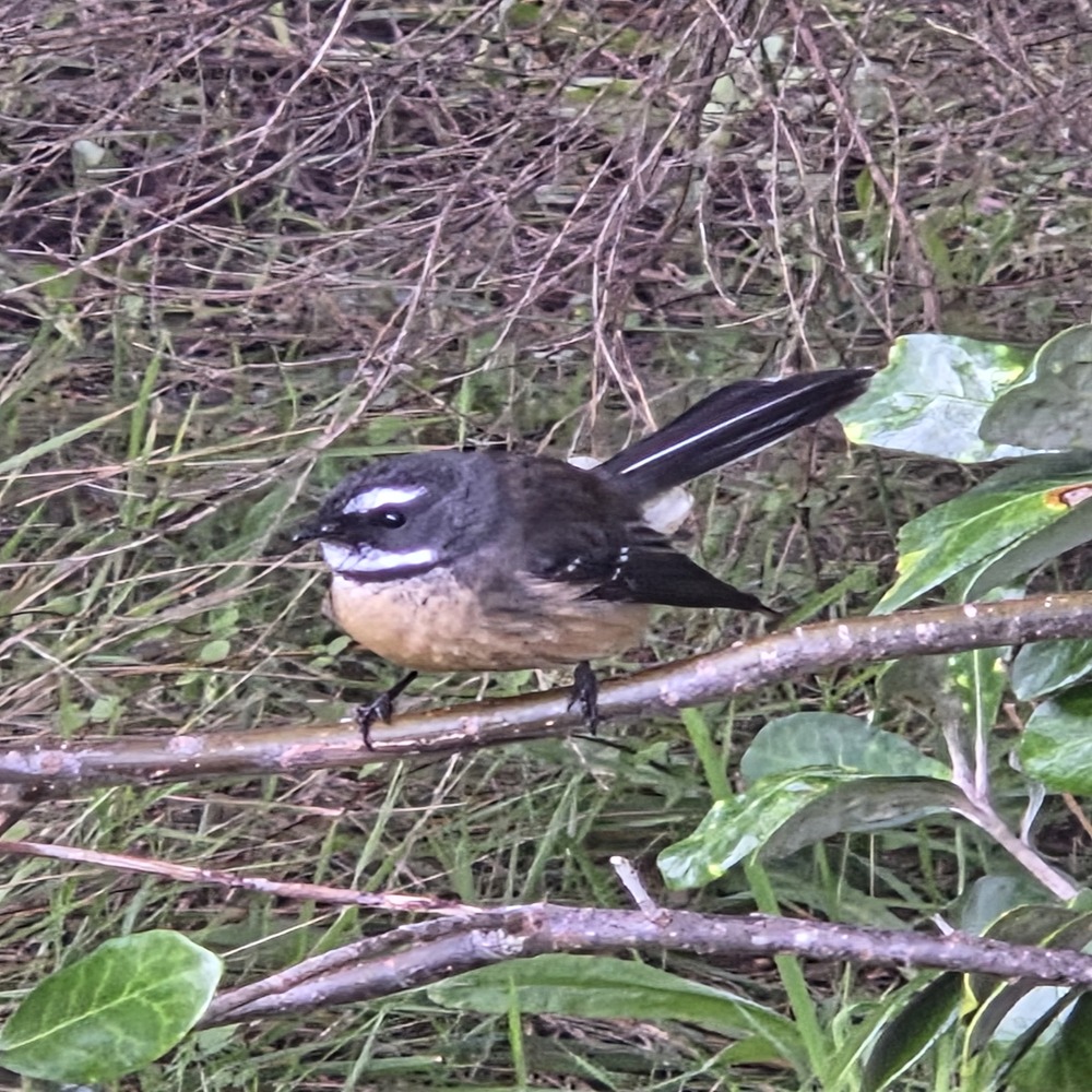 branch bird