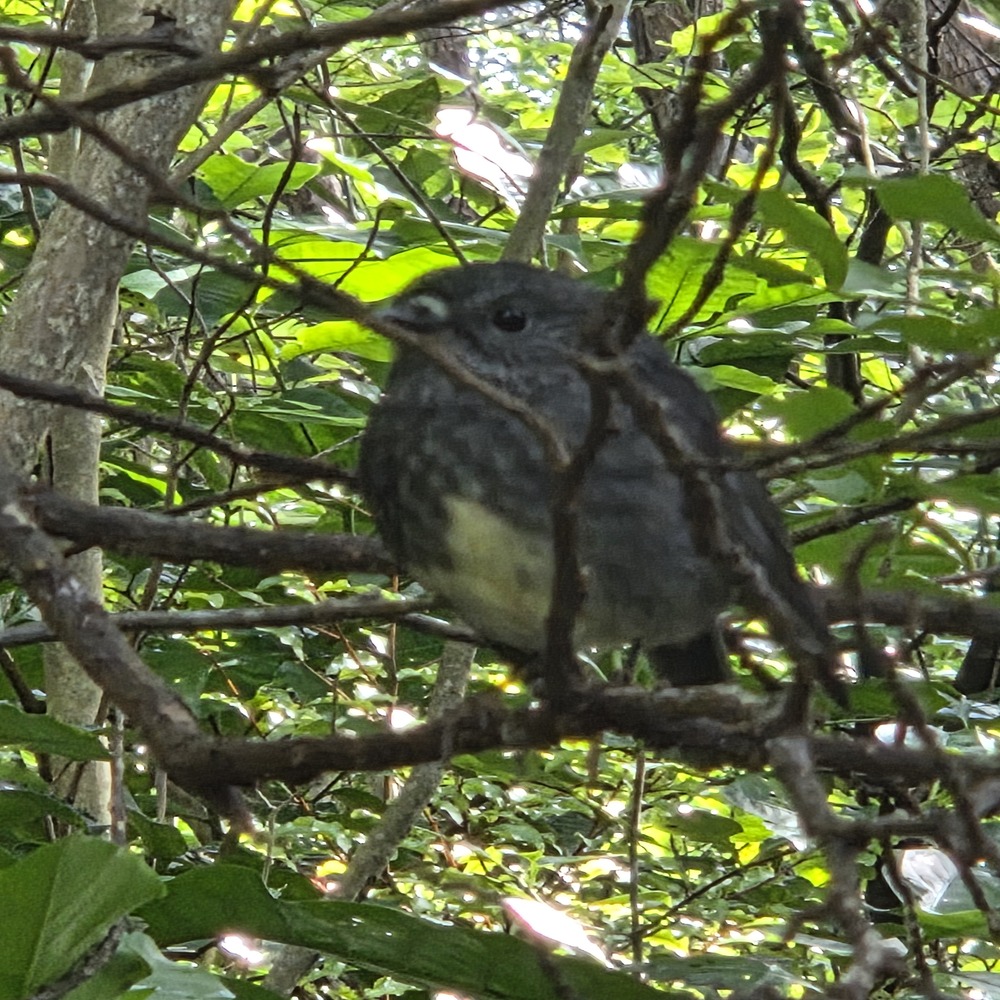 tree bird