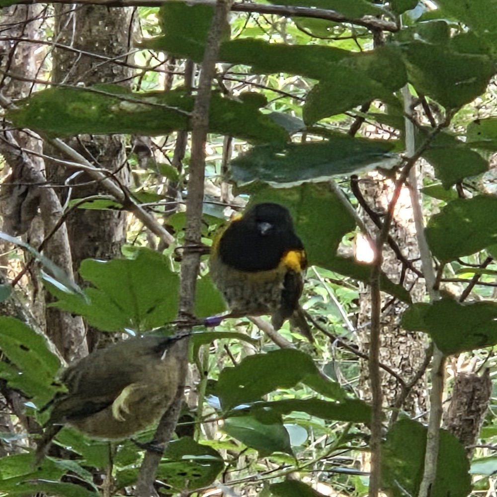 yellow tree bird